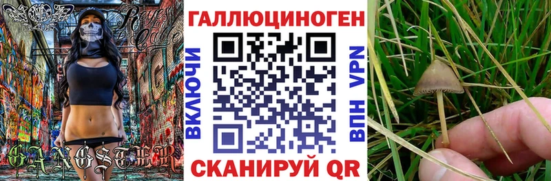 Псилоцибиновые грибы Cubensis  Плёс 